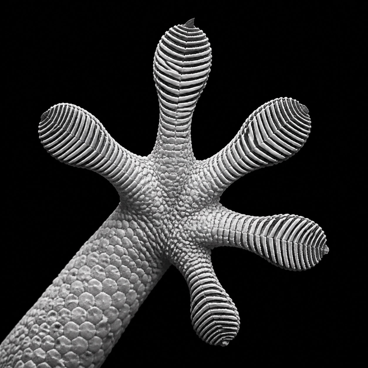 Close-up of the underside of a gecko foot showing five adhesive toe pads