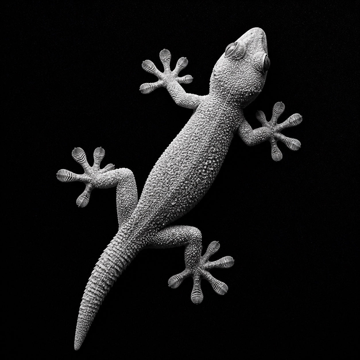 Black-and-white gecko showing the fine ridges across its gripping toe pads