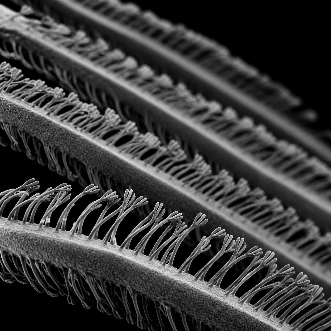 Microscopic view of branching contact structures beneath a gecko toe pad
